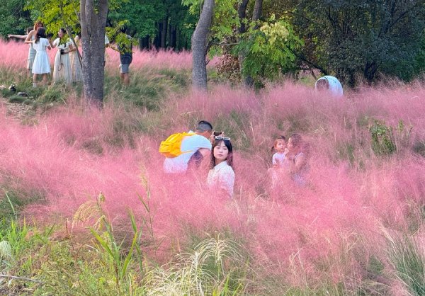 盛金缘证券 当季限定！象牙塔里藏着一片粉色浪漫，快来交大邂逅